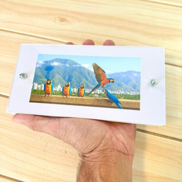 Guacamayas