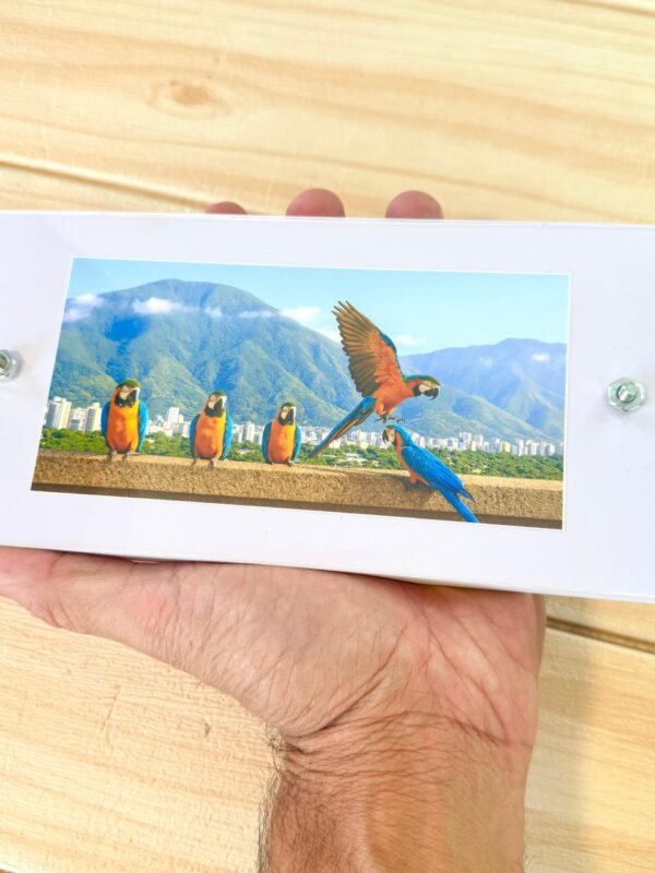 Guacamayas